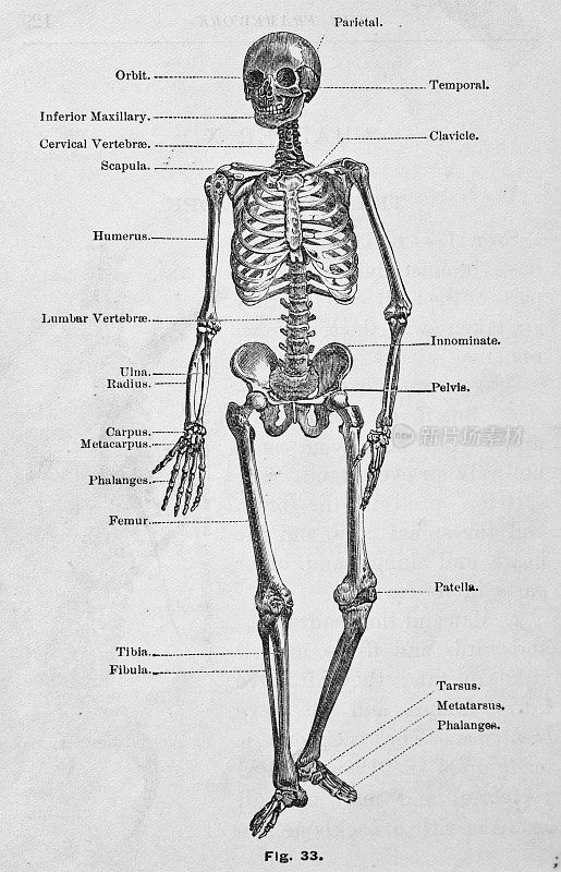 古董医学插图|人体骨骼